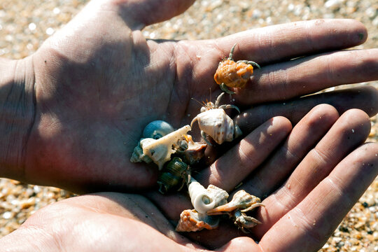 Closeup of hands holding crabs