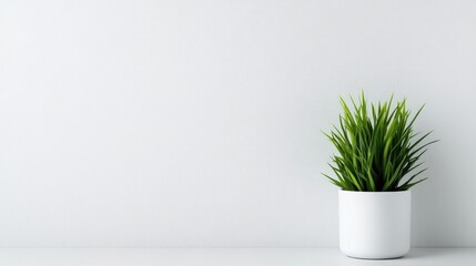 A green potted plant in a white ceramic pot sitting on a minimalist shelf against a light gray wall, and modern interior design concept.