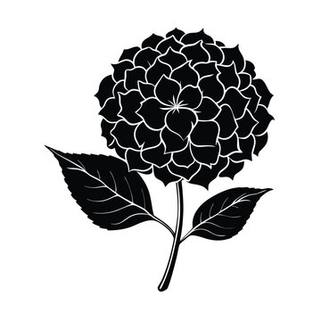 recommend clip art: Elegant black and white hydrangea flower illustration with detailed petals and leaves