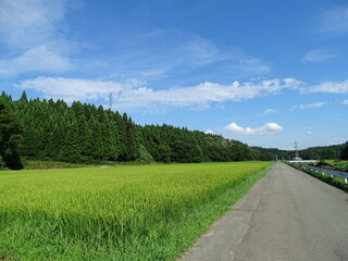夏の農村風景