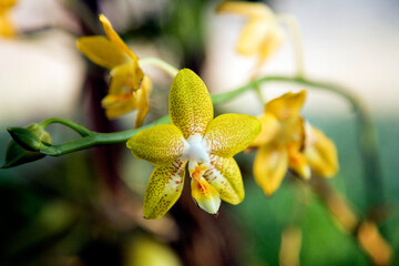 Close up of yellow orchid