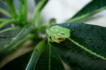 Small green frog sitting on leaf