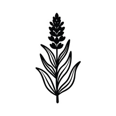 Elegant black and white illustration of lavender plant with leaves and stem