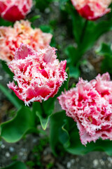 Pink and white tulip with a fuzzy look