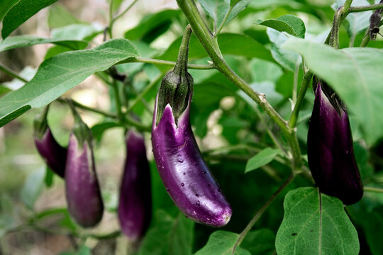 Eggplants growing on a plant