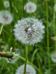 dandelion on green background