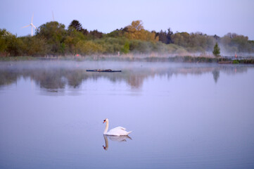 Beautiful swan on pond or a lake. Steam, fog, mist over water. Lund Skane Sweden
