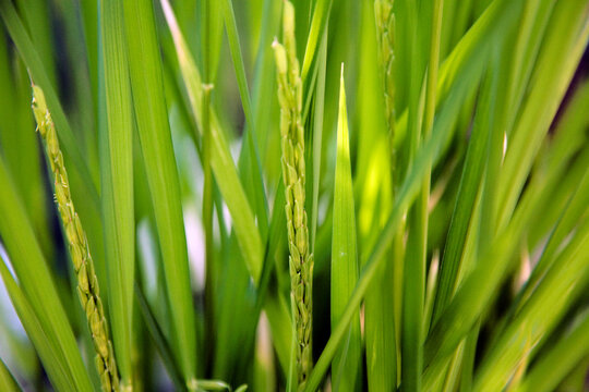 Close up of rice plants