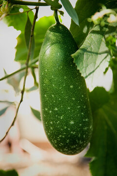 Winter melon fruit growing on plant