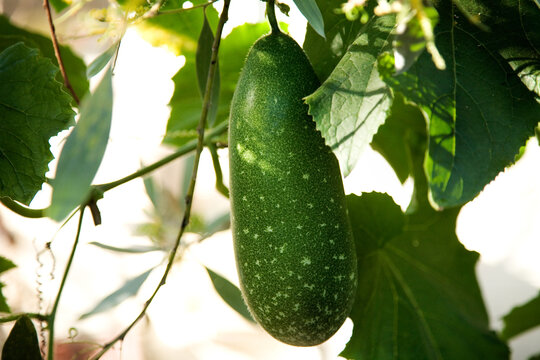 Winter melon fruit growing on plant