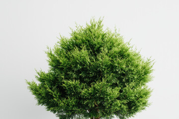 Fototapeta premium Lush cypress tree with dense feathery green foliage on white background isolated nature shot indoor environment vibrant green colors aesthetic appeal