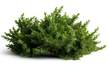 Fototapeta premium Dense yew bush with dark green needlelike leaves isolated on white background nature photography studio environment close-up viewpoint vibrant concept