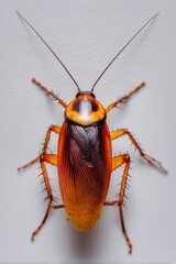 American Cockroach Close Up on White Background Macro View Pest Control Exterminator Concept