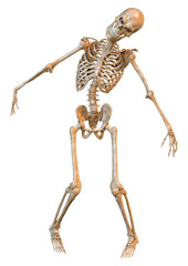 3D Rendering Human Skeleton on White