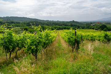 Obraz premium Scenic landscape of northern Tuscany, Italy, featuring vineyards, olive groves, and traditional countryside houses with hills and green mountains in the background.