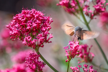 Macroglossum stellatarum hovering in front of vibrant pink flowers, feeding on nectar mid-air with its proboscis extended, wings in motion, resembling a hummingbird