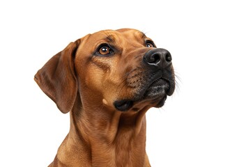 A close up portrait of a brown ridgeback dog looking up against a plain white studio background