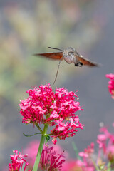 Macroglossum stellatarum hovering in front of vibrant pink flowers, feeding on nectar mid-air with its proboscis extended, wings in motion, resembling a hummingbird