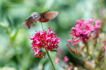 Macroglossum stellatarum hovering in front of vibrant pink flowers, feeding on nectar mid-air with its proboscis extended, wings in motion, resembling a hummingbird