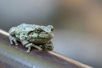 手すりにとまるニホンアマガエルのアップ

