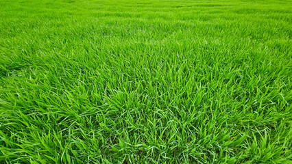 Fresh green spring grass nature background