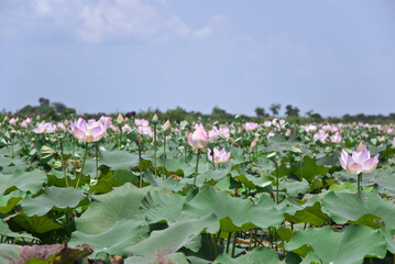 lotus flower and Lotus flower plants in the pond 