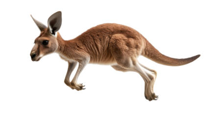 Kangaroo in mid-jump captured with clear focus and detailed fur texture displayed prominently