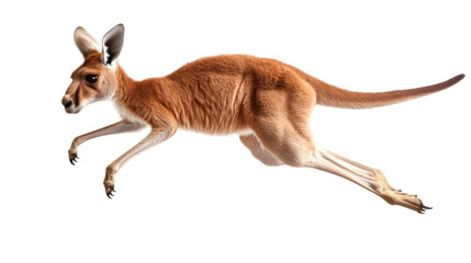 Kangaroo in mid-jump displaying dynamic motion and strength in its powerful hind legs