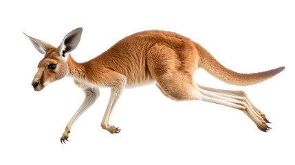 Fototapeta premium Lively kangaroo in mid-stride capturing the essence of movement and dynamic energy