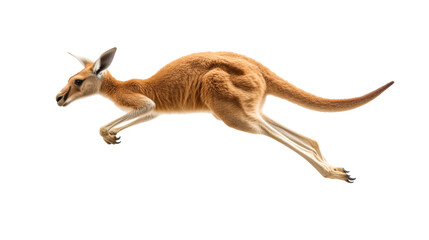Agile kangaroo leaping gracefully in mid-air with long tail and powerful strong back legs