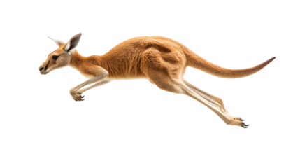 Agile kangaroo leaping gracefully in mid-air with long tail and powerful strong back legs