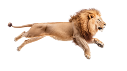 Majestic lion leaping with grace and poise captures the essence of wild power and elegance