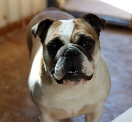 Fototapeta premium Portrait of English Bulldog. Close up. Selective focus.