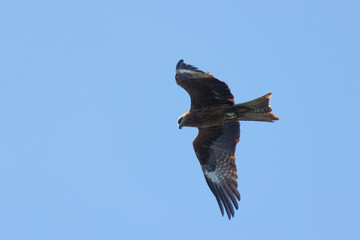 Black kite (Milvus migrans) in flight