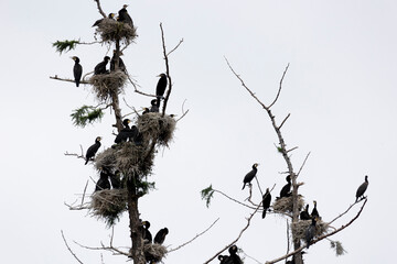 Many great cormorant nests in the trees