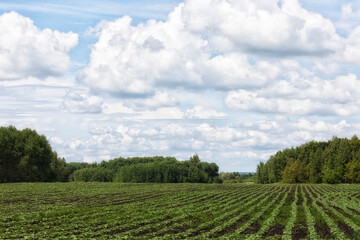 Field with rows of green sprouts