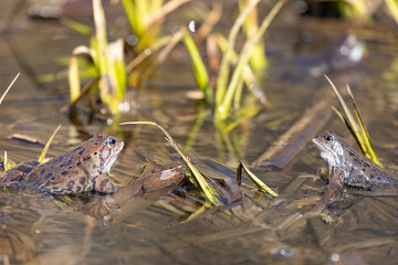 Two lake frogs in a swamp