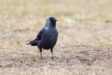 Gray Western jackdaw standing on the ground
