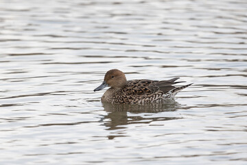 Female  Northern pintail swimming on water