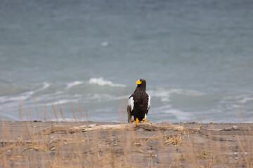 A Steller's sea eagle sits on the seashore, Russia