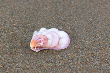 A shell lies on the sea sand close-up