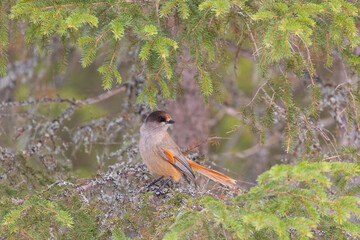 Siberian jay sits on a tree, close up