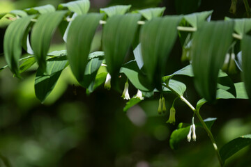 Blooming Polygonatum on a dark background