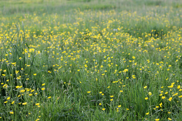 Meadow with yellow wildflowers buttercups.
Rural landscape
