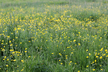 Meadow with yellow wildflowers buttercups.
Rural landscape
