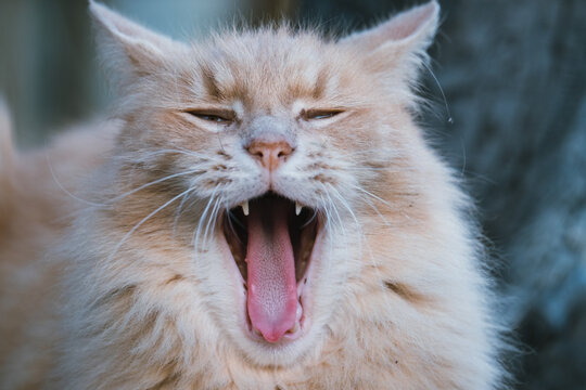 Close up of a fluffy cat as it yawns