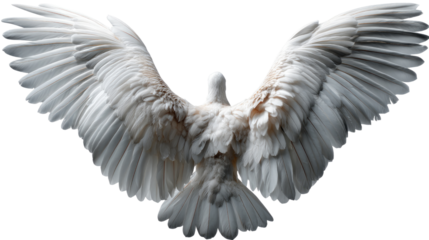 Soaring Angelic Dove: A pristine white dove with outstretched wings, embodying grace and freedom, radiates hope and peace. A visual metaphor for tranquility and aspiration.