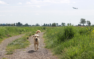 Labrador retriever dog walking on a rural road in the countryside