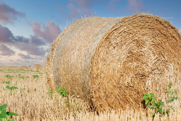 Straw rolls in meadow, beautiful landscape in the late afternoon in agricultural field, hay bale close up