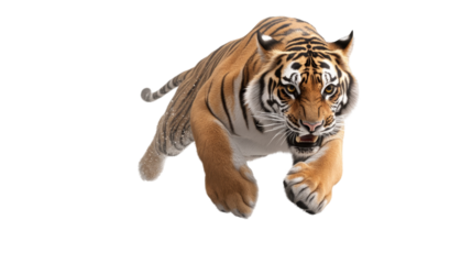 Fierce tiger in motion captures strength and power with dynamic forward leap